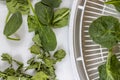 Raw and dried spinach leaves on with a food dehydrator tray for food preservation Royalty Free Stock Photo