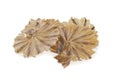 Raw dried stingray radiating circular fish on white background Royalty Free Stock Photo