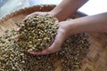 Raw dried uncooked coffee beans scooped by female hands. Royalty Free Stock Photo