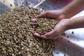 Raw dried uncooked coffee beans scooped by female hands. Royalty Free Stock Photo