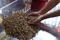 Raw dried uncooked coffee beans scooped by female hands. Royalty Free Stock Photo