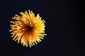 Raw dry spaghetti italian pasta yellow long line it looks like fireworks or flowers bloom on black background with copy space.