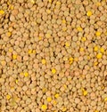 Raw, dry, uncooked brown lentil legumes frame filling texture background flat lay top view from above