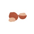 Raw dry walnuts, peeled half and whole nuts in shell. Fresh ripe kernels fruits in nutshell. Healthy food, snack. Vegan