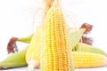 Raw ear of sweet corn on cobs kernels or grains of ripe corn on white background sweet corn vegetable isolated Royalty Free Stock Photo