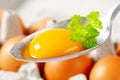 Raw egg yolk on spoon Royalty Free Stock Photo