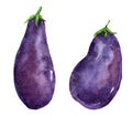 Raw eggplant or aubergine vegetable isolated on white background Royalty Free Stock Photo