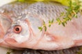 Raw European carp with a thyme Royalty Free Stock Photo