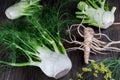 Raw fennel bulbs with green stems and leaves, fennel flowers and root ready to cook