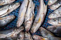 Raw fish in blue bucket on market