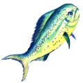 Raw fish dorado isolated, watercolor illustration on white Royalty Free Stock Photo