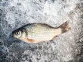 Raw fish after fishing on crash ice. Winter fishing. Just trapped fish lies on ice. Russia. Royalty Free Stock Photo