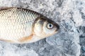 Raw fish after fishing on crash ice. Winter fishing. Just trapped fish lies on ice. Russia Royalty Free Stock Photo