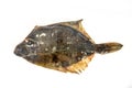Raw fish flounder on white Royalty Free Stock Photo