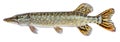 Raw fish pike isolated. Freshwater alive river fish with scales. Side view Royalty Free Stock Photo