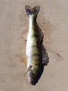 Raw pikeperch fish Royalty Free Stock Photo