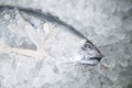 Raw fish seafood on ice background , Longtail tuna , Eastern little tuna fish - Fresh fish in the market