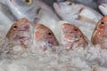 Raw fish for sell in the street market. Bodrum, Turkey. Close up Royalty Free Stock Photo