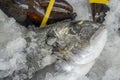 Raw fish for sell in the street market. Bodrum, Turkey. Close up Royalty Free Stock Photo