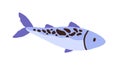 Raw fish with spots. Side view of whole tuna, sea food. Fresh trout, seafood in doodle style. Colored flat vector