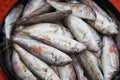 Raw fish, surmullet - Crimean delicacy Royalty Free Stock Photo