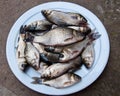 Raw Fish on white plate