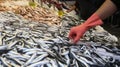 Raw fishes on the fish counter Royalty Free Stock Photo