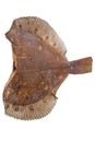 RAW Flounder headless