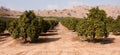 Raw Food Fruit Oranges Ripening Agriculture Farm Orange Grove Royalty Free Stock Photo