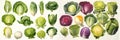 Raw food illustration. Watercolor cabbage varieties set on white background. Royalty Free Stock Photo