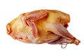 Turkey isolated on white, close up Royalty Free Stock Photo