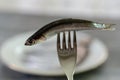 Raw and fresh anchovy fish Royalty Free Stock Photo