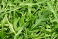 Raw and fresh arugula, rocket salad, green leaves, from above Royalty Free Stock Photo