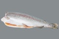 Raw fresh big headless fish. Isolated on gray background