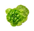 Raw fresh boston lettuce salad or butterhead isolated on white Royalty Free Stock Photo