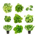 Raw fresh boston lettuce salad or butterhead isolated on white Royalty Free Stock Photo