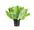 Raw fresh boston lettuce salad or butterhead isolated on white Royalty Free Stock Photo