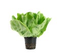 Raw fresh boston lettuce salad or butterhead isolated on white Royalty Free Stock Photo