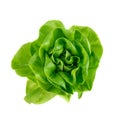 Raw fresh boston lettuce salad or butterhead isolated on white Royalty Free Stock Photo