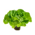 Raw fresh Butterhead or Boston or Bibb lettuce in black plastic pot with roots. Fresh green leaves of salad isolated on Royalty Free Stock Photo