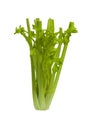 Raw fresh celery , isolated