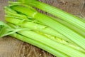 Raw fresh celery Royalty Free Stock Photo