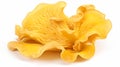 Raw fresh chanterelle mushrooms isolated on white background. Generative Ai Royalty Free Stock Photo