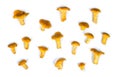 Raw fresh chanterelles mushrooms Cantharellus cibarius on a white background. Wild organic edible mushrooms. Top view