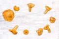 Raw fresh chanterelles mushrooms Cantharellus cibarius on white wooden table background with space for text