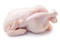 Raw fresh chicken, clipping path, on white background Royalty Free Stock Photo