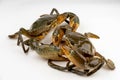 Raw fresh crab alive isolated on white background Royalty Free Stock Photo