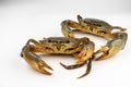 Raw fresh crab isolated on white background Royalty Free Stock Photo