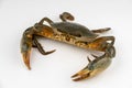 Raw fresh crab isolated on white background Royalty Free Stock Photo