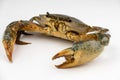 Raw fresh crab isolated on white background Royalty Free Stock Photo